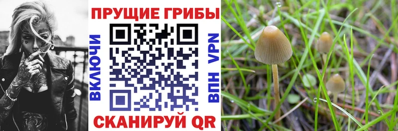 Псилоцибиновые грибы мухоморы  даркнет сайт  Спас-Деменск 